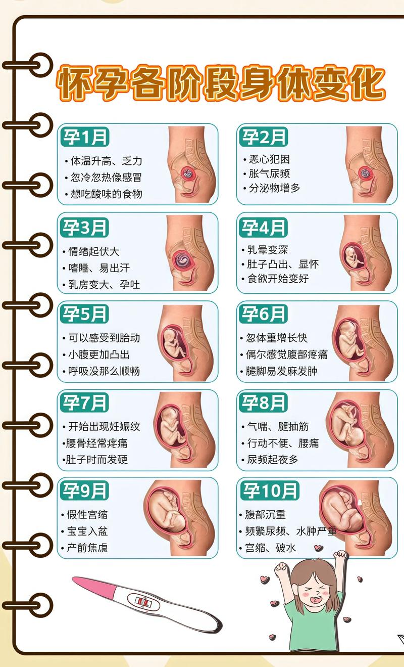 揭秘供卵代孕妈妈怀孕小腹分两节，孕期变化的奥秘七台河代生机构: